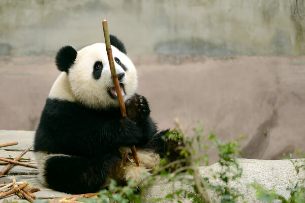 PAKEJ CHONGQING + CHENGDU