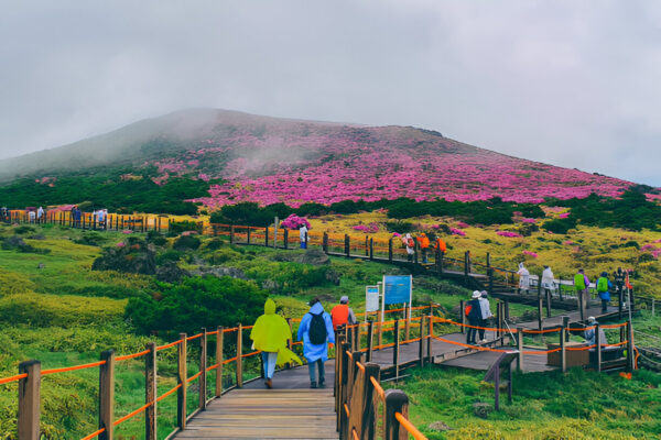 PAKEJ KOREA JEJU ISLAND